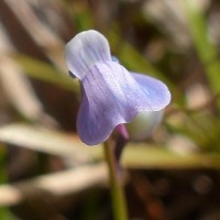 Utricularia graminifolia Vahl